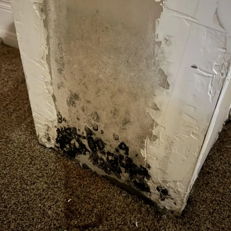 Professional Mold Removal in Helena, OK